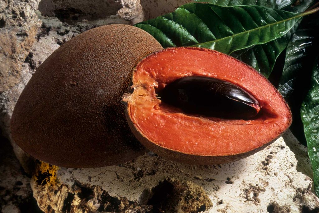 Conichef - Frutas exóticas: Conheça 8 frutas raras no Brasil - mamei